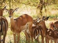 2 Days 1 Night Camping Safari Tarangire Ngorongoro Crater