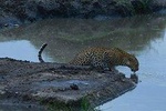 Classic Kenya Explore Safari 2020/2021