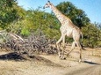 Game drive in the Mosi Oa Tunya National Park - Livingstone