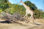 Game drive in the Mosi Oa Tunya National Park - Livingstone