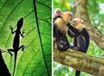 Combo 1: Jungle Night Tour & Day Tour Manuel Antonio
