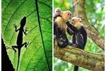 Combo 1: Jungle Night Tour & Day Tour Manuel Antonio