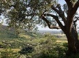 From Venice Olive Oil & Wine in the Euganean Hills