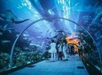 Skip the Line : S.E.A. Aquarium One Day Ticket only