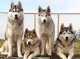 Husky Petting and Pictures in Akureyri