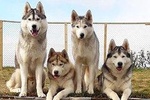 Husky Petting and Pictures in Akureyri