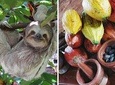Combo 3: Manuel Antonio Park Tour & Chocolate Tour