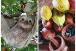 Combo 3: Manuel Antonio Park Tour & Chocolate Tour