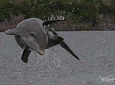 10,000 Islands Excursion Small-Group 3.5 hour Dolphin & Shelling Boat Tour 