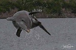 10,000 Islands Excursion Small-Group 3.5 hour Dolphin & Shelling Boat Tour 