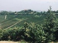 Private Barolo Wine Tour with Winemaker from Milan
