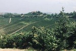 Private Barolo Wine Tour with Winemaker from Milan