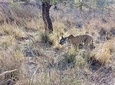RANTHAMBORE NATIONAL PARK (3 Nights /4 Days)