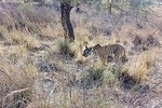 RANTHAMBORE NATIONAL PARK (3 Nights /4 Days)