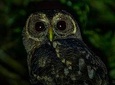 Guided Night Walk