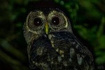 Guided Night Walk