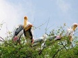 7 - Days Private Golden Triangle Tour with Bird Sanctuary