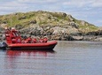 4 hour Zodiac Whale and Wildlife Tour