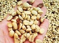 Coffee Road Excursion : plantation, processes, tasting and scenery