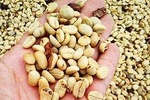 Coffee Road Excursion : plantation, processes, tasting and scenery
