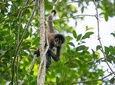 Coba & Monkey Sanctuary Punta Laguna Private Tour