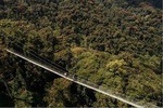 1 Day Canopy Walk Adventure in Nyungwe Forest National Park