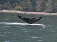 6 hour Zodiac Whale Watching Tour