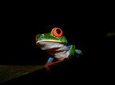 (Nationals and Residents) Ecocentro Danaus Night Walk Guided Tour