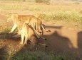 Day Tour to Nairobi National Park and Giraffe Center