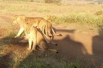 Day Tour to Nairobi National Park and Giraffe Center