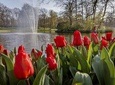Luxury Private Guided Tour to Keukenhof Lisse (4hrs)