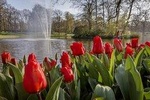 Luxury Private Guided Tour to Keukenhof Lisse (4hrs)