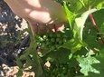 Signature Vineyard Exclusive Tour with Certificated Sommelier