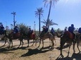 Camel ride in the palm grove of Marrakesh 