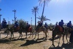 Camel ride in the palm grove of Marrakesh 