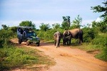 Evening private Safari at Udawalawe National Park by Jeep