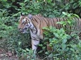Best Wilderness Experience through Jim Corbett Experience