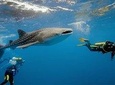 Whale Shark Watching with Kawasan Falls