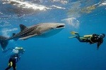 Whale Shark Watching with Kawasan Falls