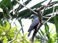 Bird Feeding Sanctuary & Montego Bay Highlight Tour