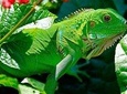 Manu Jungle Tour (3 Days)