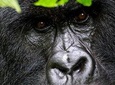 2 Days Uganda Gorilla Transfer From Kigali