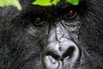 2 Days Uganda Gorilla Transfer From Kigali