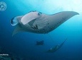 Discover Scuba Diving in Nusa Lembongan - Penida. For beginners 2 try dive