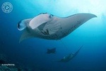 Discover Scuba Diving in Nusa Lembongan - Penida. For beginners 2 try dive
