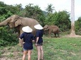 Samui Elephant Home, the largest elephant sanctuary on Koh Samui