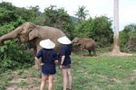 Samui Elephant Home, the largest elephant sanctuary on Koh Samui
