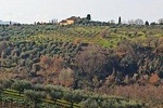 Private tour "Ramble through the Rolling Hills Of Chianti"+ lunch & wine tasting