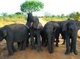 Evening Private Safari at Udawalawe National Park by Yala La Safari Tours