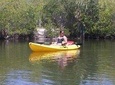 One Single Kayak Rental for 2 hours with Manatees and Dolphins!